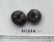 Click for 1 image(s) for this accession. FRUIT